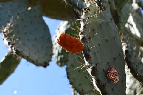 Prickle pear 2 Stock Photos