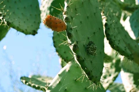 Prickle pear 3 Stock Photos