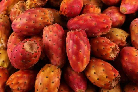 Prickle pear or nopal many Stock-Fotos
