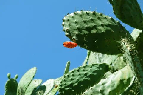 Prickle pear Stock Photos