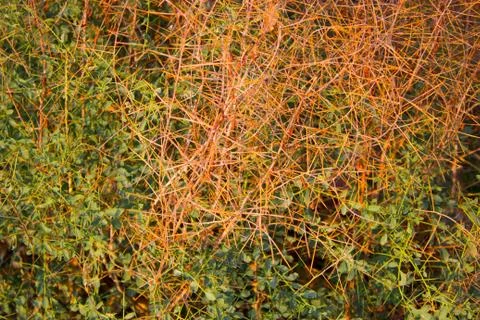 Prickle Foto stock