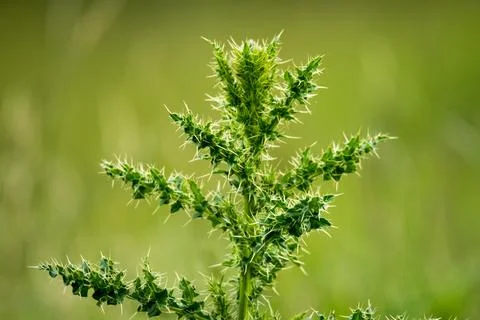 Prickle Stock Photos