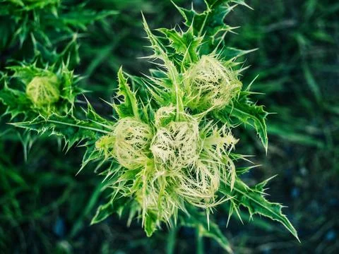 Prickle plant Fotos Stock