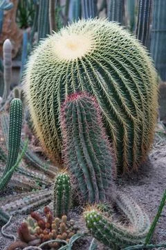 The prickled cacti in close-up. Stock Photos