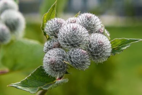 Prickles of a burdock felt Stock Photos