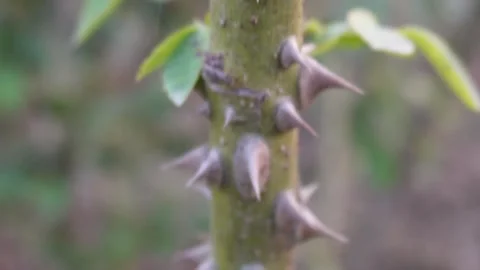 Prickles on the stem of a rose plant Stock Footage 332557650