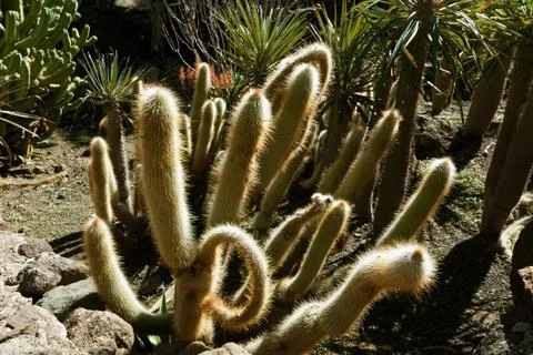 Prickly arms Stock-Fotos