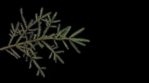 Prickly branch of a coniferous tree on an isolated background Stock Footage 97905025