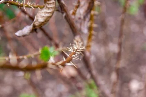 Prickly branch of a tree, branch of a tree Fotos de archivo