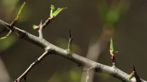 Prickly branch of wild plum spring Stock Footage 23726451