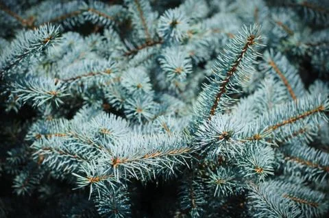 Prickly branches of blue spruce Foto stock