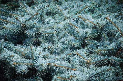 Prickly branches of blue spruce Stock Photos