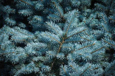 Prickly branches of blue spruce Stock Photos