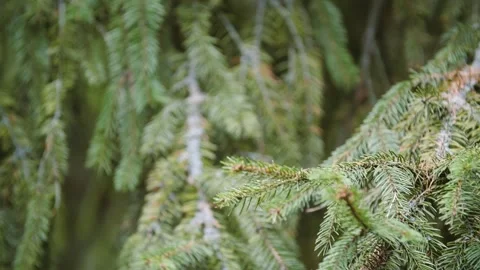 The prickly branches of the fir tree sway in the wind Stock Footage 296847868