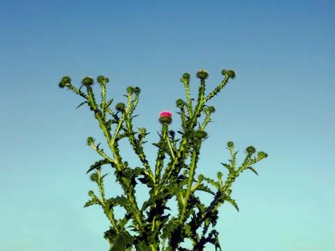Prickly bush Foto stock
