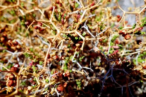 Prickly Bush Stock Photos