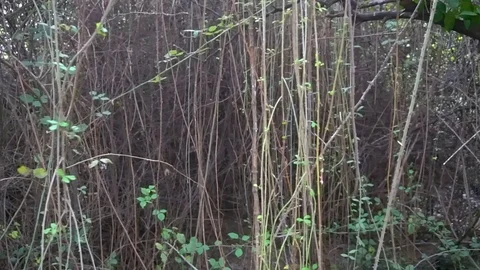 Prickly bushes of blackberry, vertically growing Stock Footage 82974015