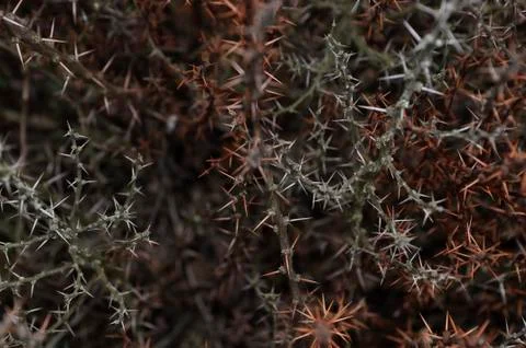 Prickly bushes Stock Photos