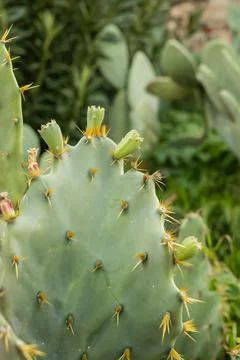 Prickly cactus with buds in desert environment Stock Photos