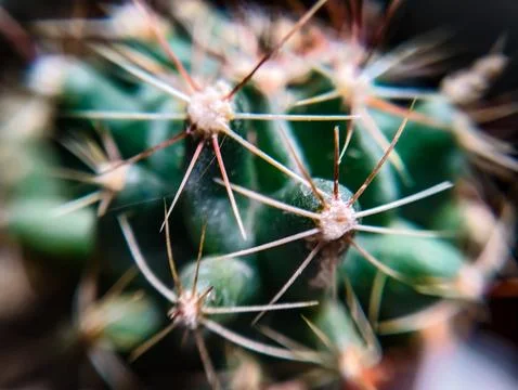 Prickly cactus close up Foto stock