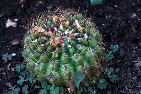 Prickly cactus in flower bed Stock Photos