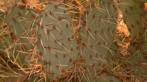 Prickly cactus needles close up cacti Arizona New Mexico California Stock Footage 125277008