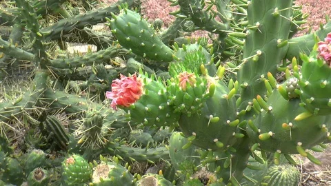 Prickly Cactus with Red Flowers Close Up Stock Footage 127301791