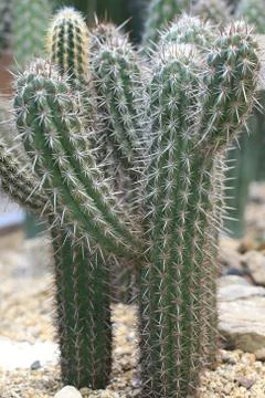 Prickly cactuses Stock Photos