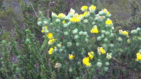 Prickly cape gorse plant Stock Footage 322735203