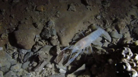 Prickly Cave Crayfish Stock Footage 64856695
