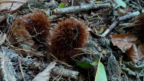 Prickly chestnut husks on the forest floor with dry autumn leaves needles Stock Footage 331503179