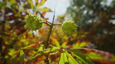 Prickly chestnut pair hanging on tree and swaying by wind Stock Footage 168897621