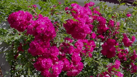 Prickly climbing roses Stock Footage 149041269