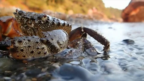 Prickly crab close up Stock Footage 72984411