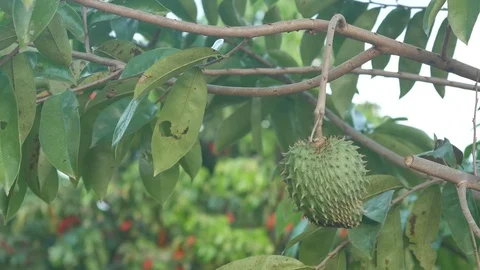 Prickly custard apple fruit on the tree Stock Footage 101843942