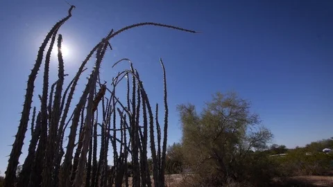 Prickly desert plant blocks sun in desert Stock Footage 82912976