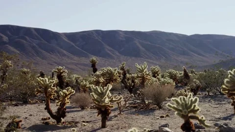 Prickly desert plants growing under the hot summer sun Stock Footage 329761691