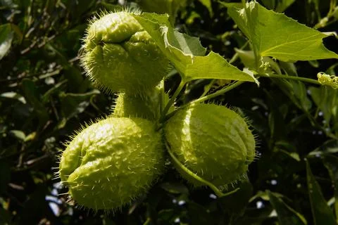 Prickly gourd. 스톡 사진