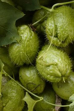 Prickly gourd. Stock-Fotos