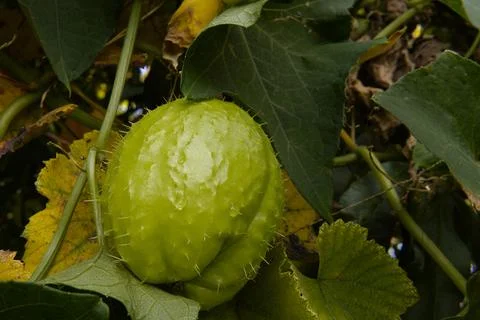 Prickly gourd. 스톡 사진