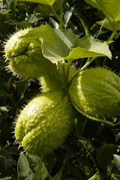Prickly gourd. 스톡 사진