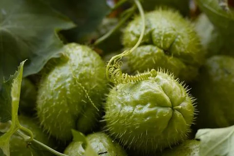 Prickly gourd. 스톡 사진