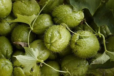 Prickly gourd. 스톡 사진