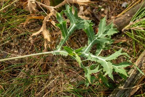 Prickly green thistle leaf with sharp spines on natural forest floor background Stock-Fotos