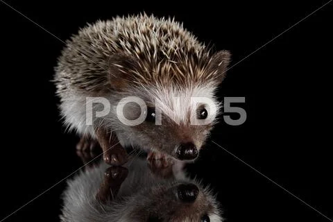 Prickly hedgehog isolated on Black Background Stock Photos