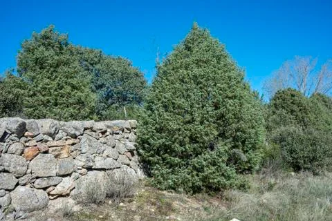 Prickly juniper, Juniperus oxycedrus Stock Photos