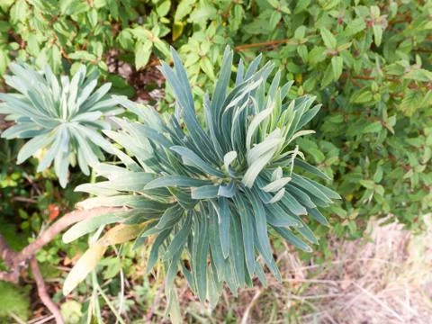 Prickly leafed green plant pattern outside close up Stock Photos