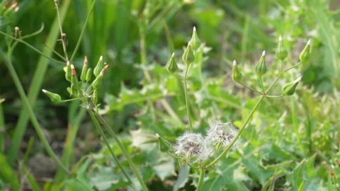 Prickly lettuce Видео 332587428