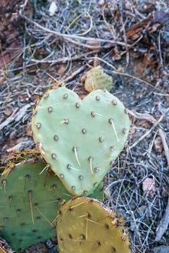 Prickly Love Stock Photos