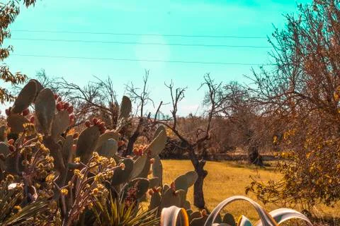 Prickly pear after a grass path with the sun hitting autumn Stock Photos